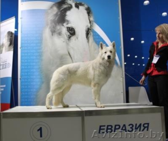 щенки белой швейцарской овчарки - Изображение #1, Объявление #64866