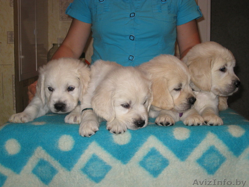 золотые щеночки - Изображение #1, Объявление #66927