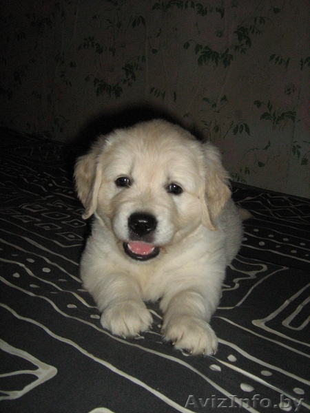 Продам щенков голден ретривера - Изображение #1, Объявление #56339