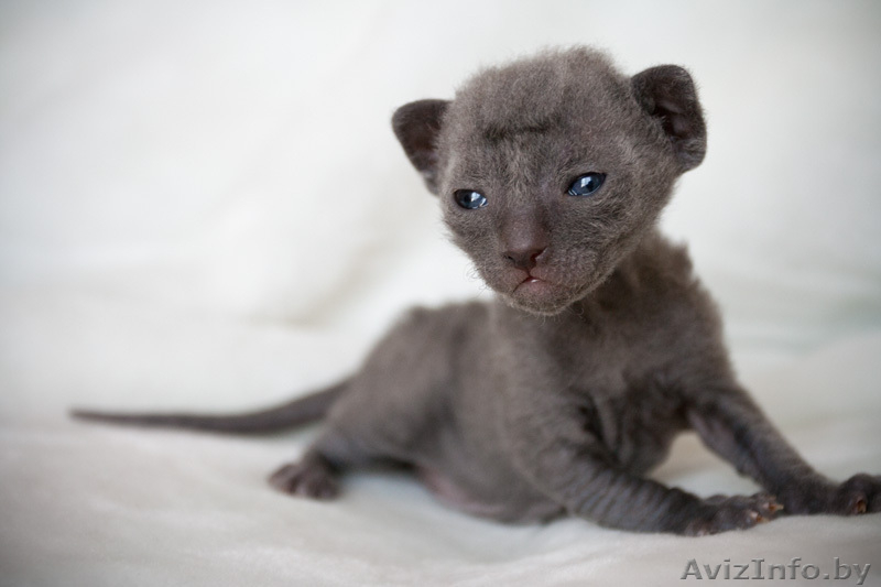 Котята корниш-рекс голубого окраса - Изображение #2, Объявление #71814