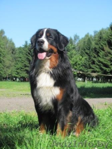Щенки Бернского зенненхунда.  Отличная родословная. - Изображение #1, Объявление #69327
