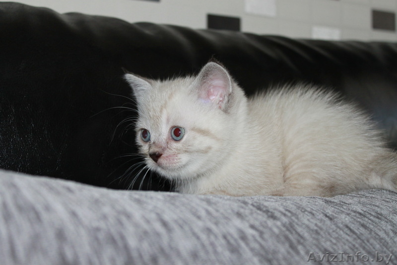 Продажа элитных британских короткошерстных котят - Изображение #2, Объявление #67561