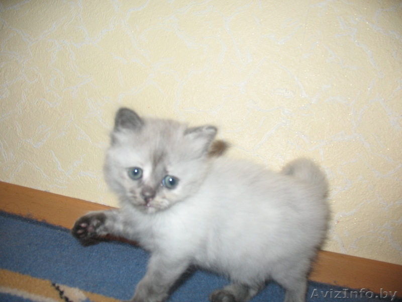 Котята сибирской кошки - Изображение #4, Объявление #66846