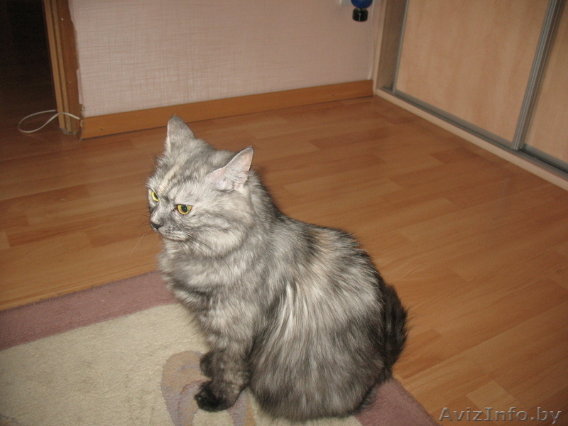 Котята сибирской кошки - Изображение #3, Объявление #66846