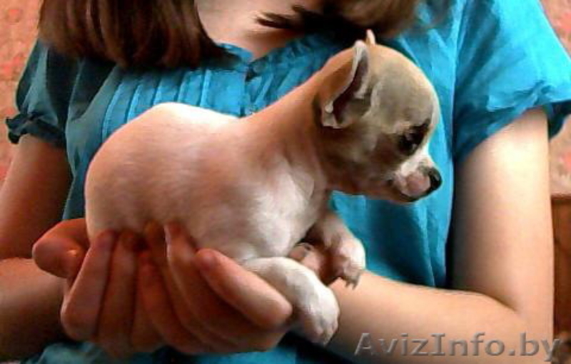 Щенки ЧиХуаХуа в  Минске - Изображение #3, Объявление #63064