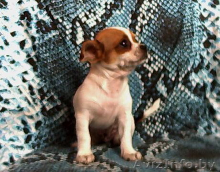 Щенки ЧиХуаХуа в  Минске - Изображение #1, Объявление #63064