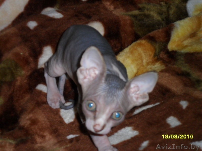 Продается котенок сфинкса - Изображение #1, Объявление #68989