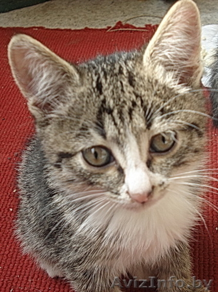 Подарю котят 1,5 мес - Изображение #1, Объявление #65636