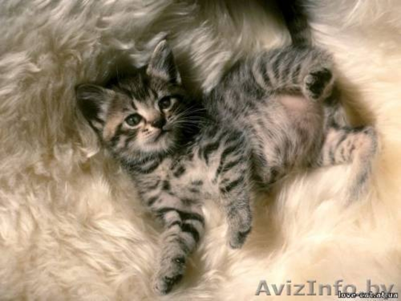 котята 1 месяц в дар - Изображение #1, Объявление #67151