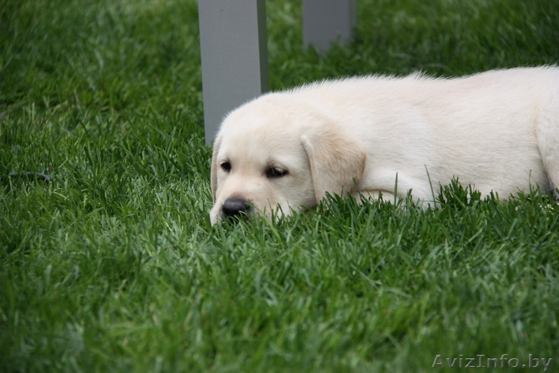 высокопородные палевые щенки лабрадора! - Изображение #3, Объявление #60625