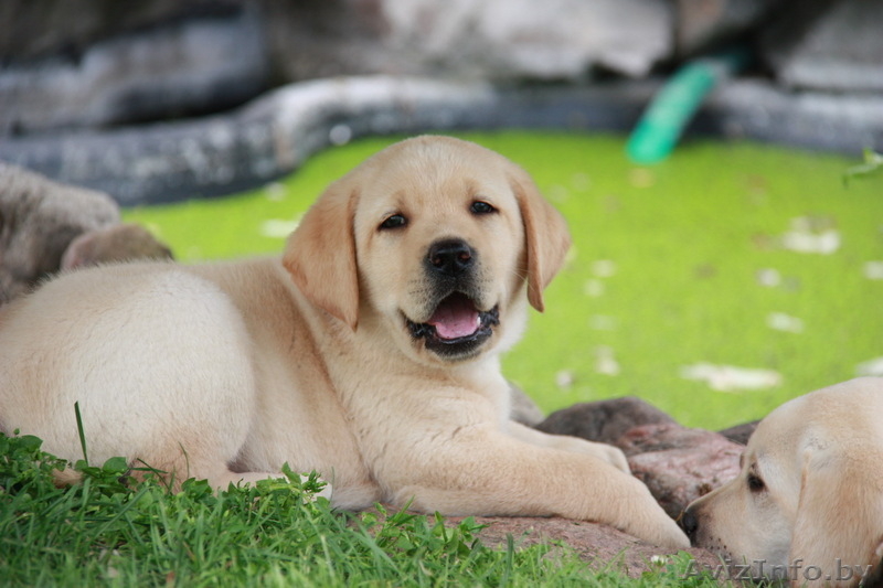 высокопородные палевые щенки лабрадора! - Изображение #2, Объявление #60625