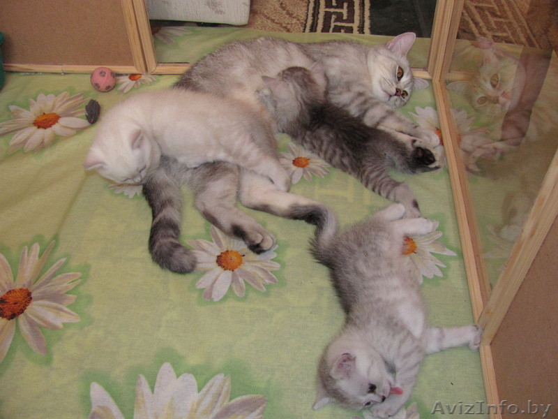 Элитные британские короткошерстные котята - Изображение #1, Объявление #67306