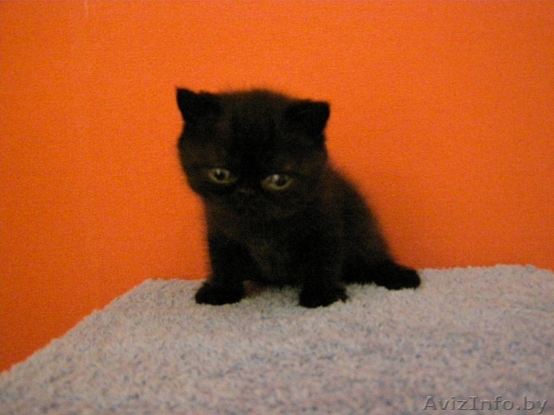 Экзотические котята - Изображение #1, Объявление #66843