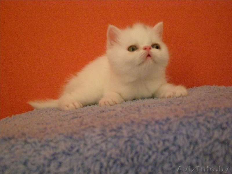 Экзотические котята - Изображение #2, Объявление #66843