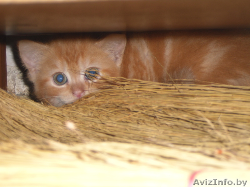 котята полу-перс - Изображение #3, Объявление #62476