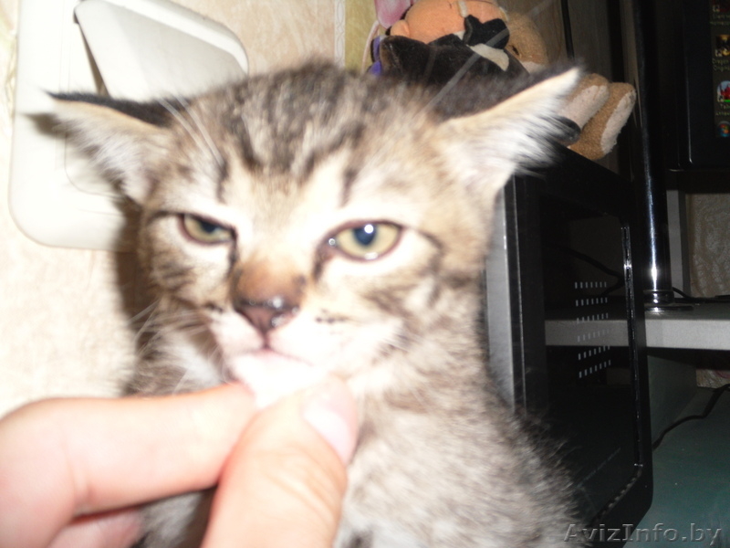 котята полу-перс - Изображение #4, Объявление #62476