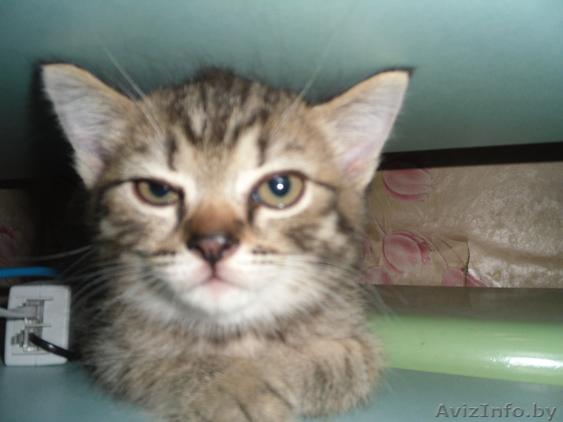 котята полу-перс - Изображение #2, Объявление #62476