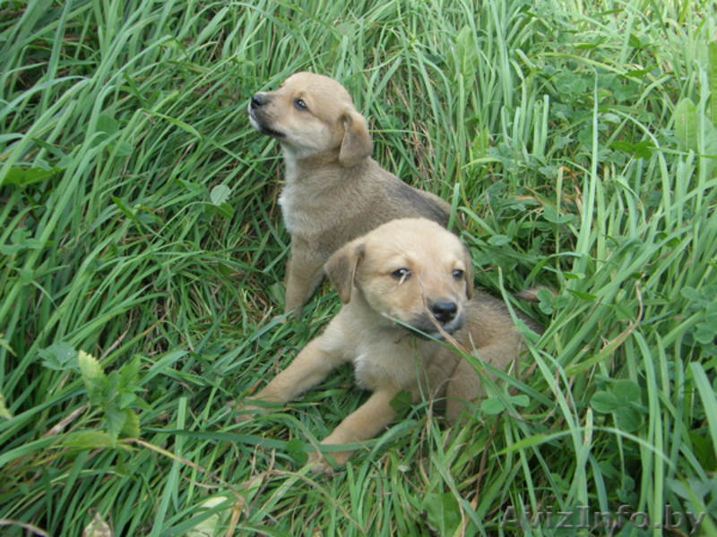 Дворняжки в добрые руки - Изображение #1, Объявление #66727