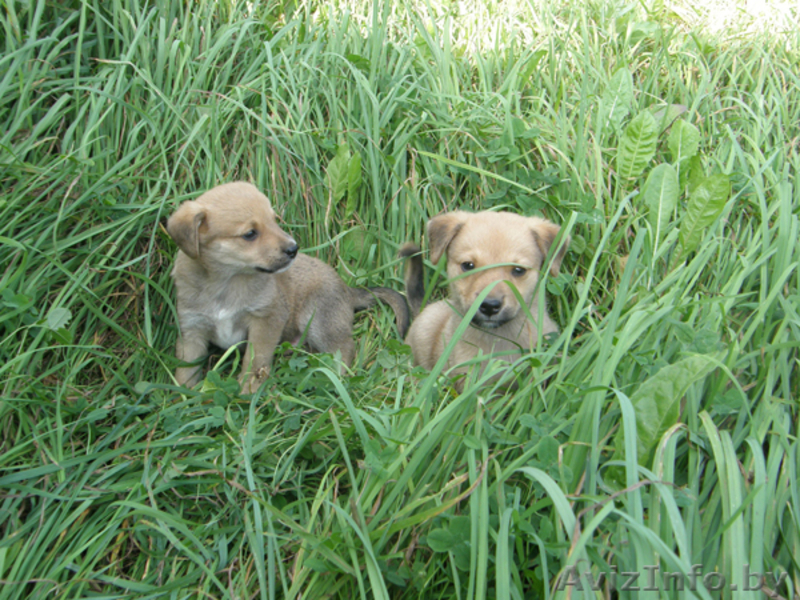 Дворняжки в добрые руки - Изображение #2, Объявление #66727