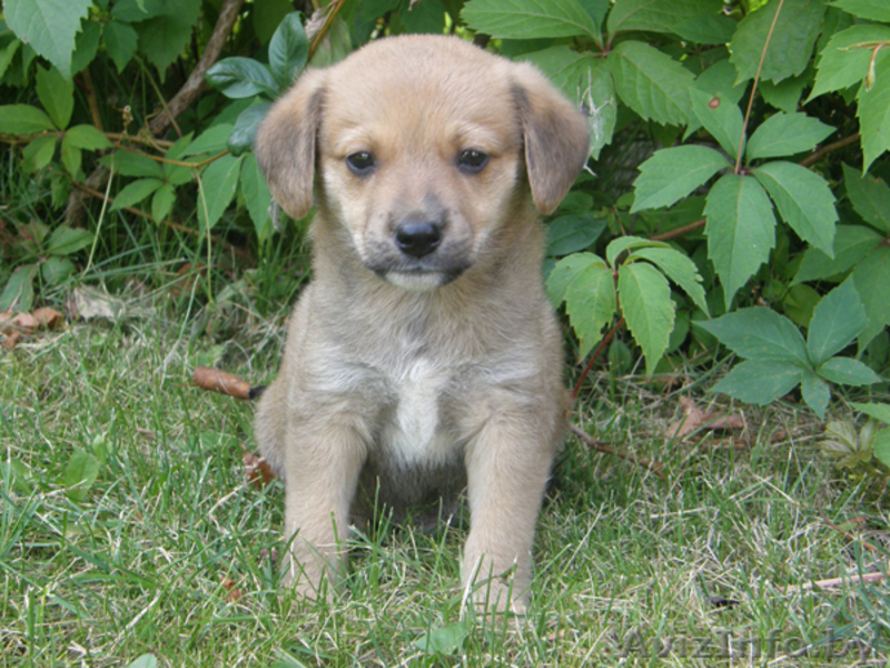 Дворняжки в добрые руки - Изображение #3, Объявление #66727