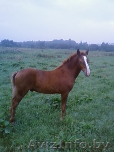 Продам жеребенка д. Буцевичи Минский район - Изображение #2, Объявление #72337