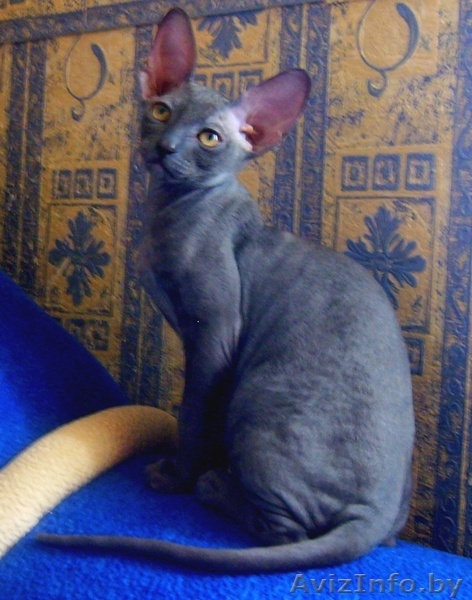 котята корниш-рекс - Изображение #2, Объявление #71594