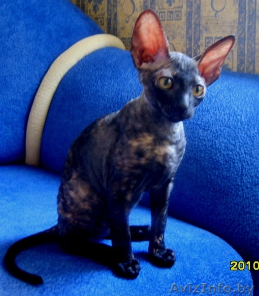 котята корниш-рекс - Изображение #1, Объявление #71594