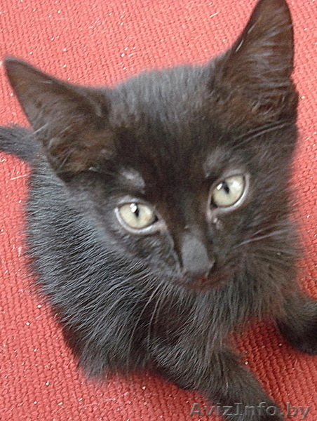 Подарю котят 1,5 мес - Изображение #2, Объявление #65636