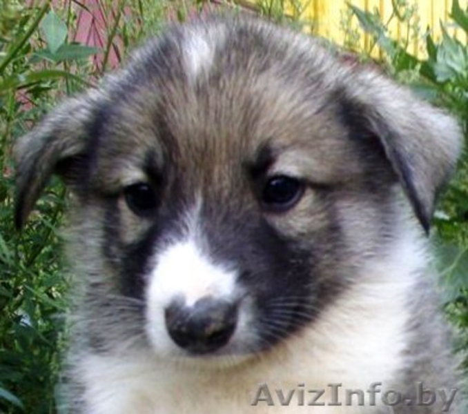 Очаровательный щенок в дар - Изображение #1, Объявление #80020