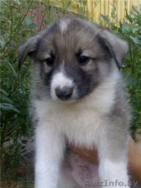 Очаровательный щенок в дар - Изображение #2, Объявление #80020