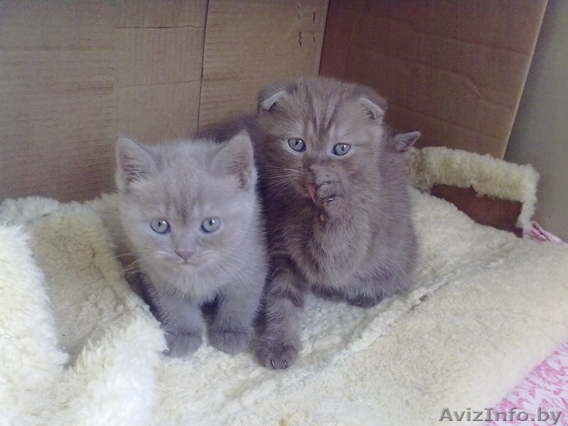 шотландские котята - Изображение #3, Объявление #81311