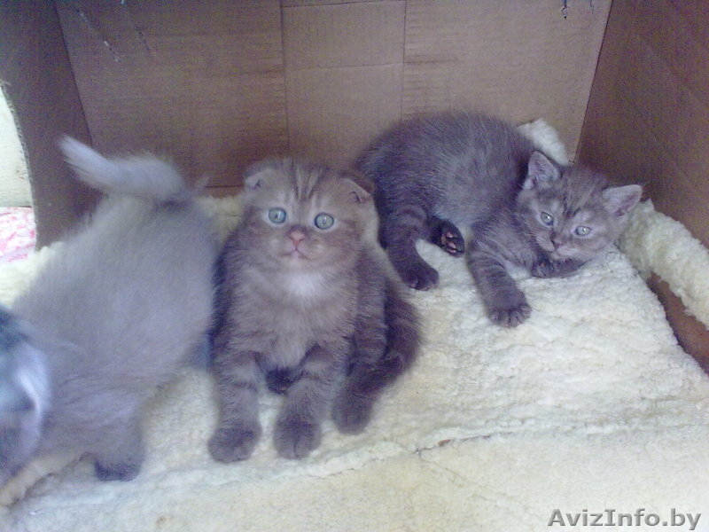 шотландские котята - Изображение #2, Объявление #81311