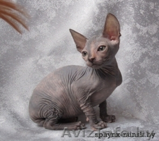 канадский сфинкс котятки - Изображение #2, Объявление #86995