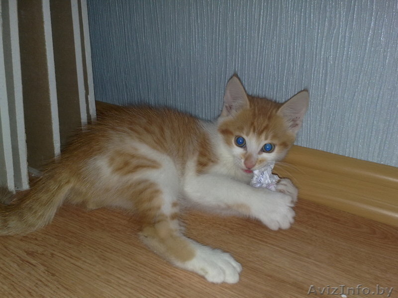 Отдам котят в добрые руки. - Изображение #1, Объявление #75083