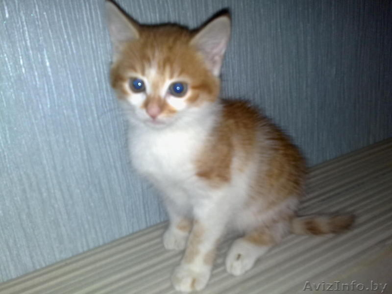 Отдам котят в добрые руки. - Изображение #2, Объявление #75083