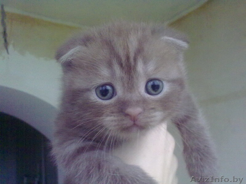 шотландские котята - Изображение #1, Объявление #81311