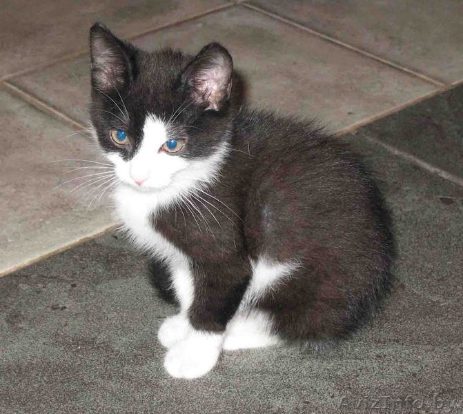 Котенок ищет дом - Изображение #1, Объявление #85358