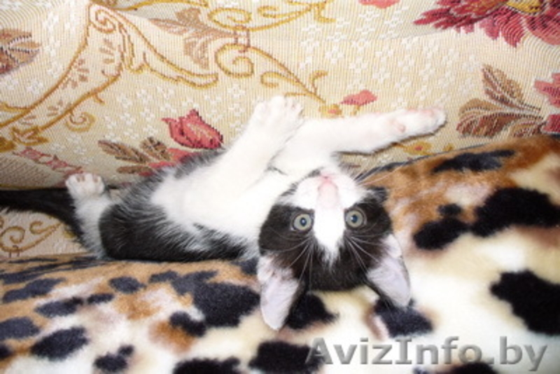 Котята, 1,5 месяца, отдам в хорошие руки - Изображение #1, Объявление #75088