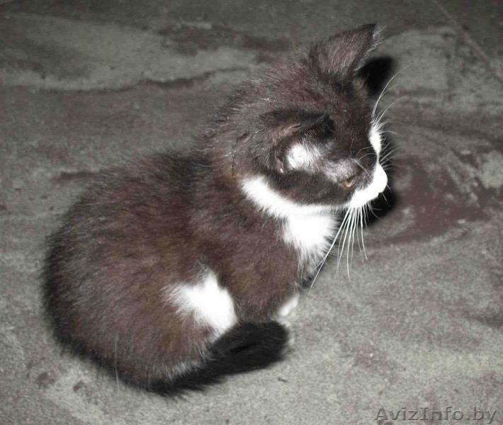 Котенок ищет дом - Изображение #2, Объявление #85358