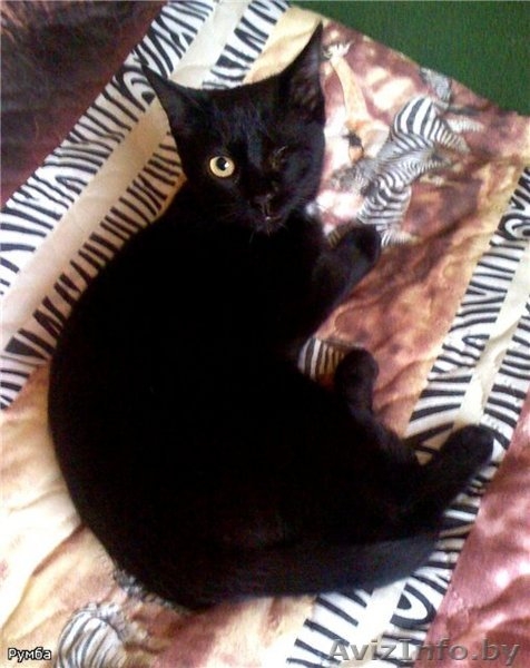 Пропала черная кошка с 1 глазиком! - Изображение #2, Объявление #79867