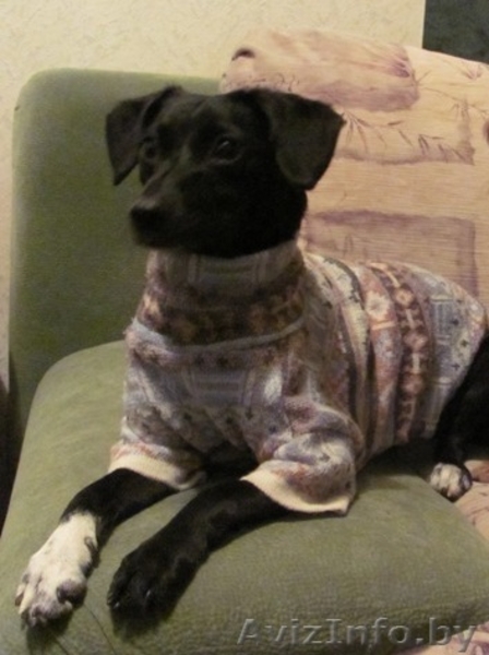 Лапушка. Собака вашей мечты… - Изображение #4, Объявление #80134