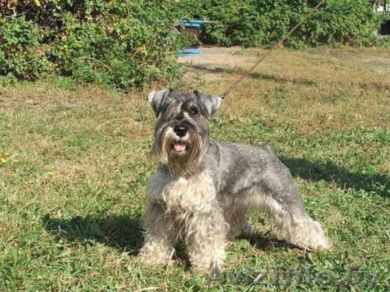 Продам щенка цвергшнауцера - Изображение #4, Объявление #69330