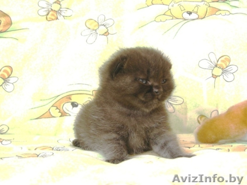 Котята-британцы  - Изображение #2, Объявление #85092