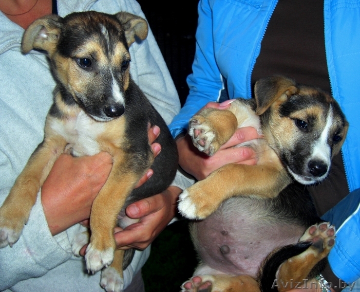 Продам отличных щенков - Изображение #2, Объявление #75812