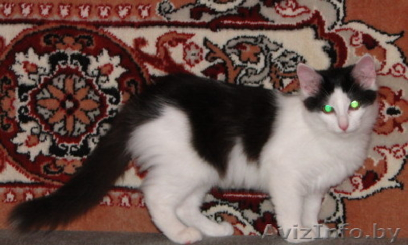 Ласковый Котенок в дар! - Изображение #1, Объявление #82931