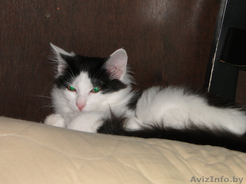 Ласковый Котенок в дар! - Изображение #2, Объявление #82931