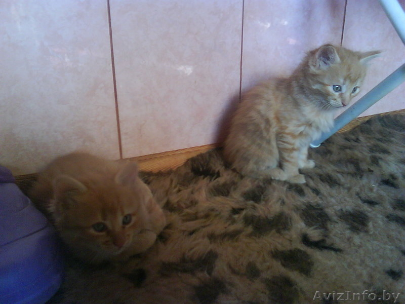 Красивые котята, рыжие и пушистые.. - Изображение #3, Объявление #79126