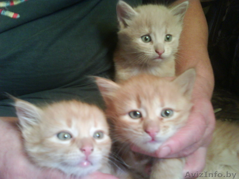 Красивые котята, рыжие и пушистые.. - Изображение #1, Объявление #79126