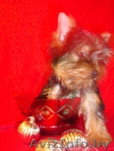 йоркширский терьер продам - Изображение #2, Объявление #65155