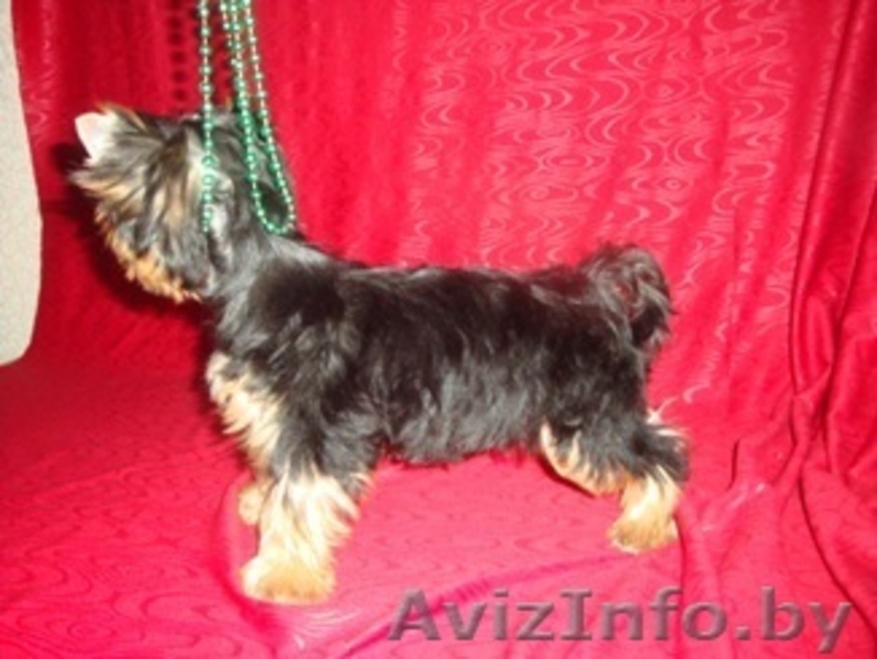 йоркширский терьер продам - Изображение #3, Объявление #65155